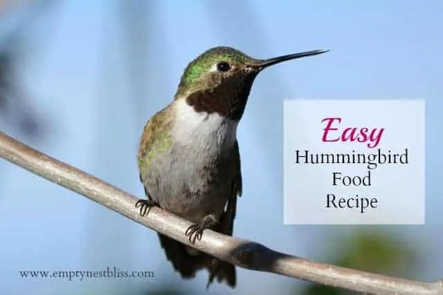what to feed hummingbirds hummingbird recipe hummingbird solution
