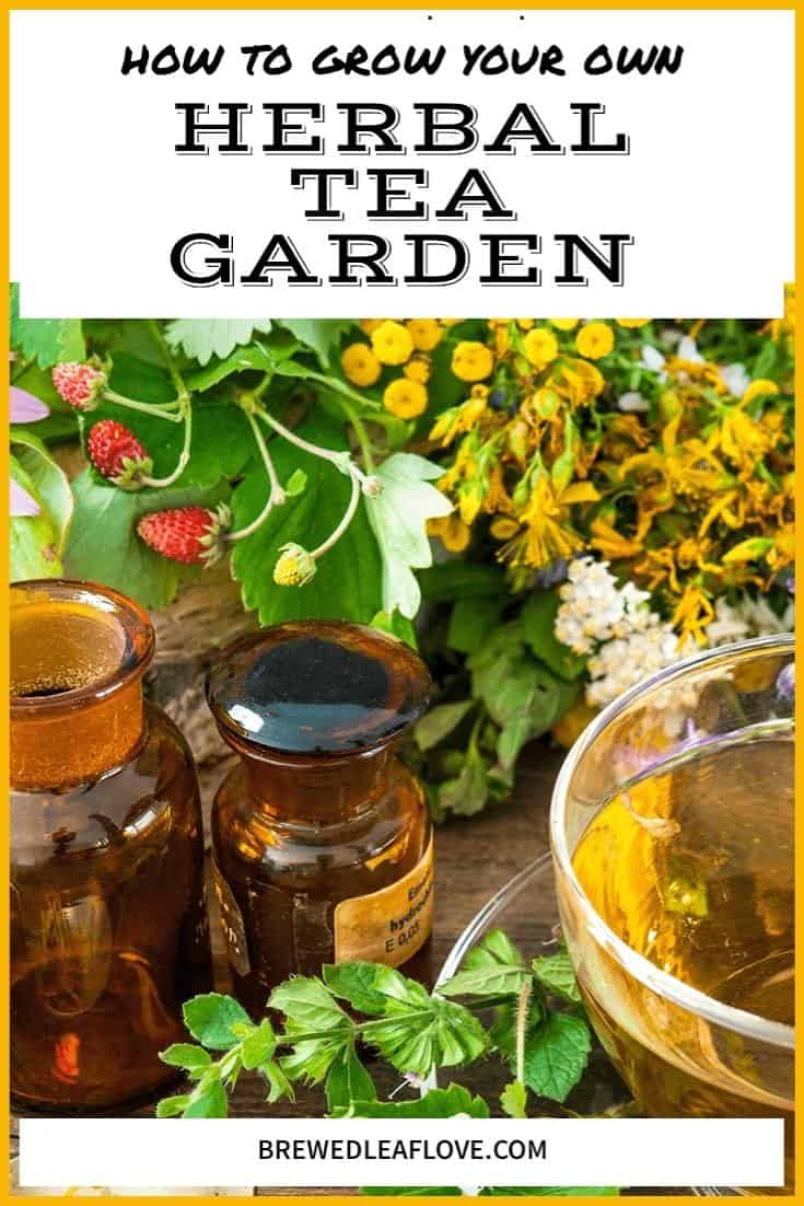 herbal tea garden plants, apothecary jars and a cup of tea in a glass cup and saucer. 