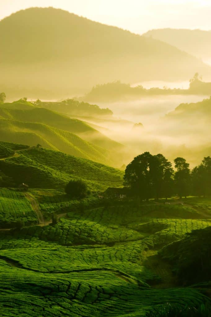 Green fields of tea leaves