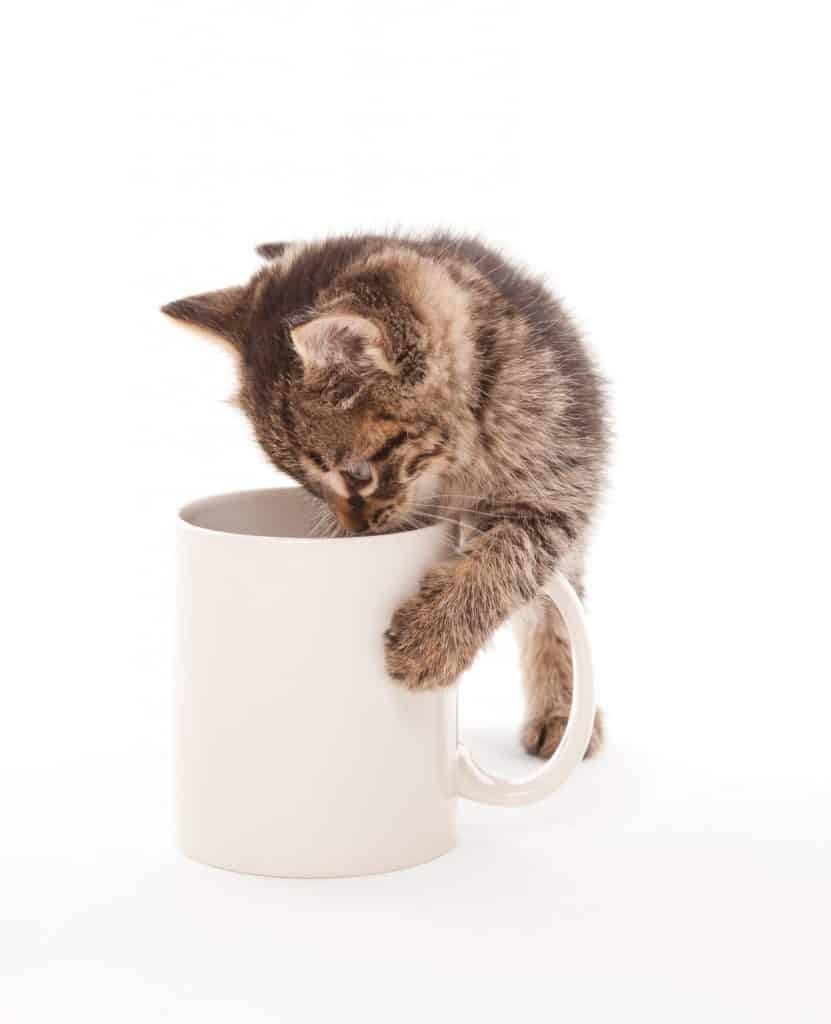 my cat drank tea