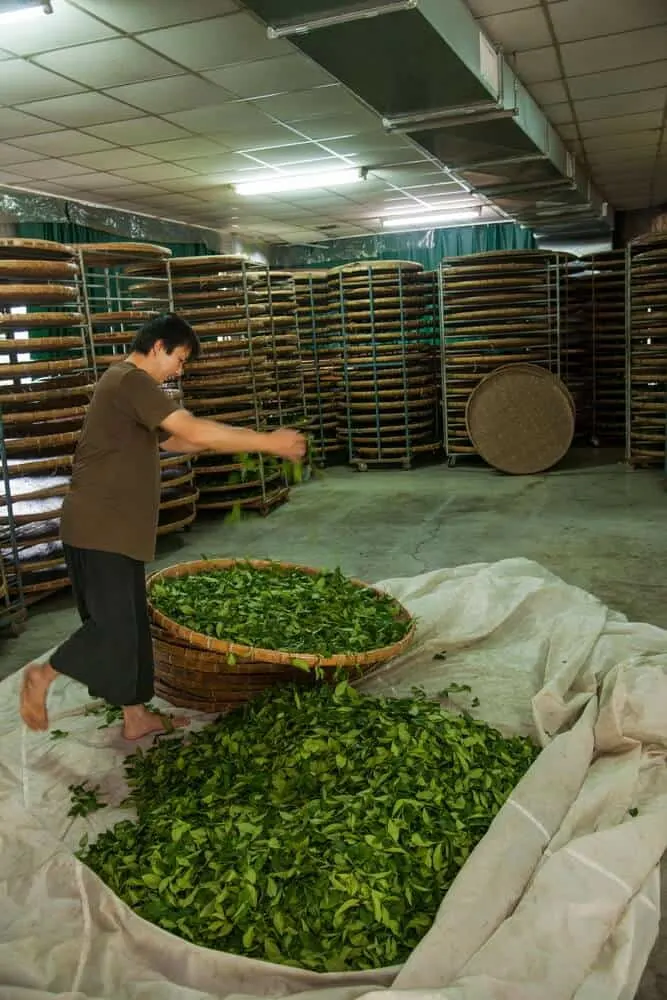tea processing in China