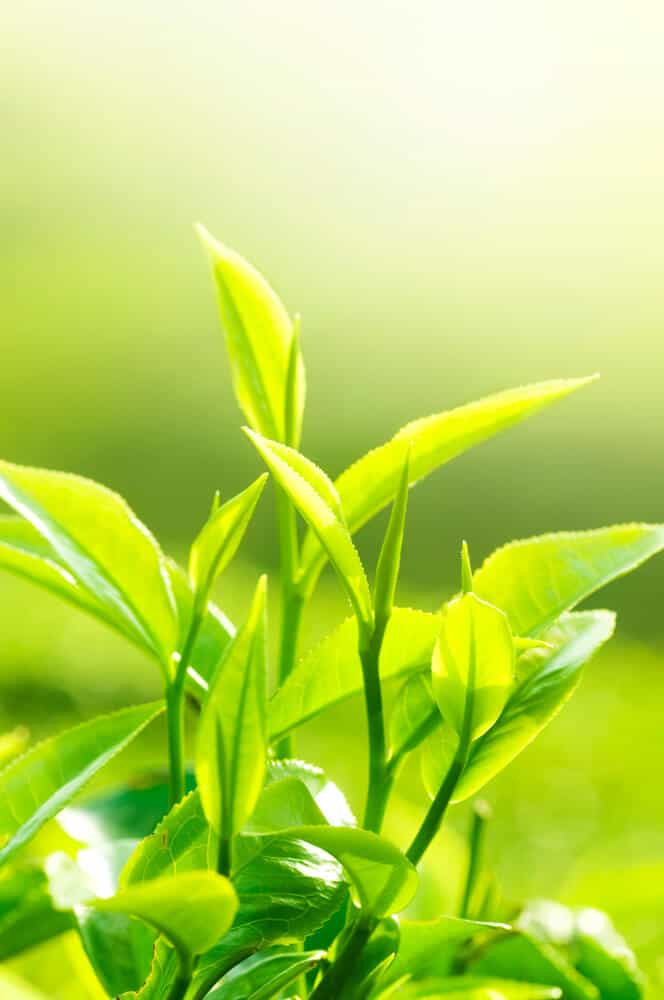 green tea for hair loss