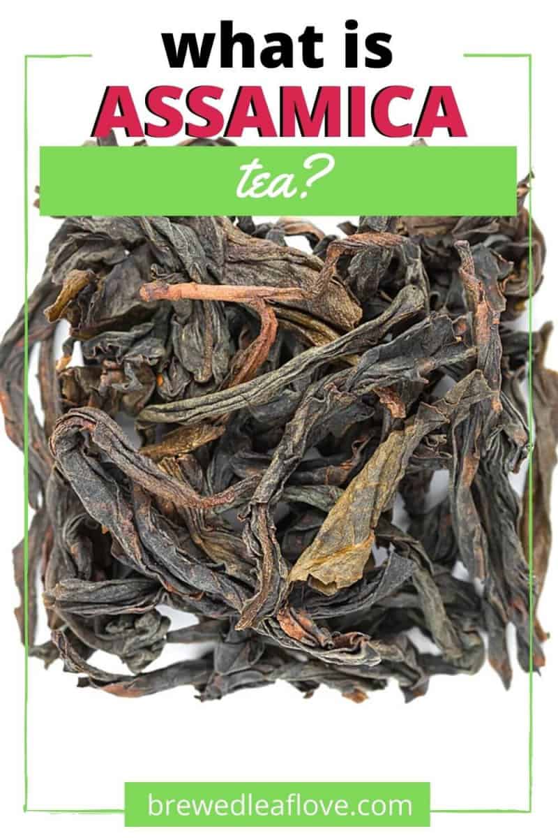 what is assamica tea