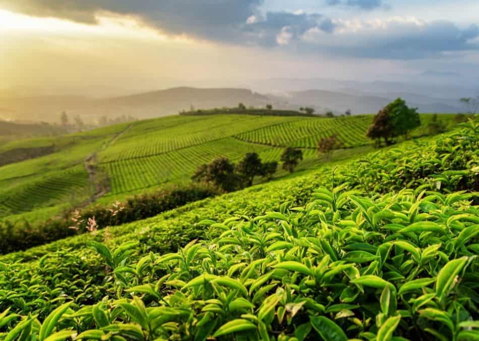 what-plant-does-tea-come-from-brewed-leaf-love