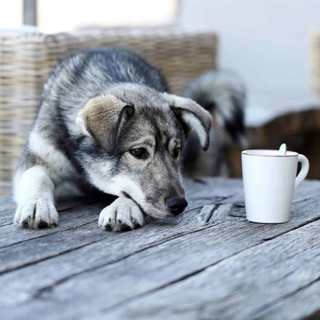 husky puppy stares at a white tea cup on a rustic picnic table. can dogs drink green tea