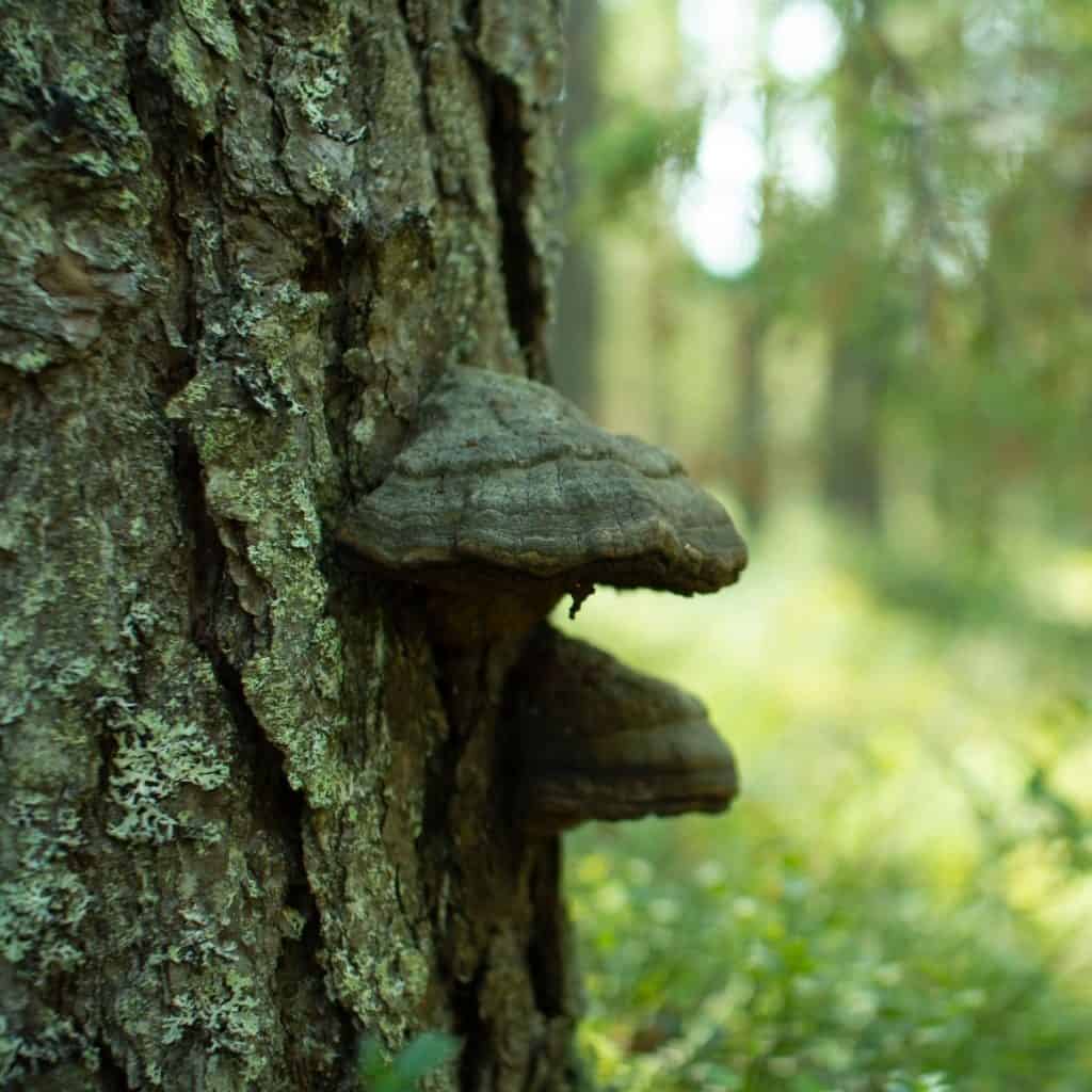 chaga mushroom on a tree