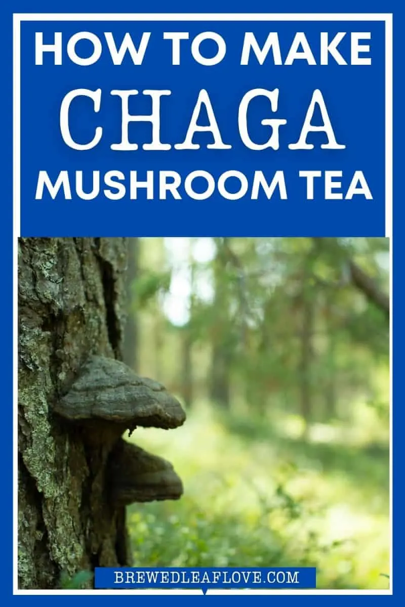 chaga mushroom tea graphic