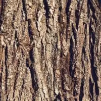 bark from Palo Azul