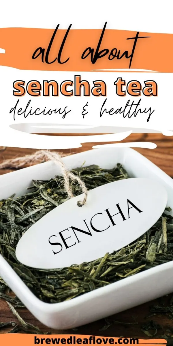 what is sencha tea