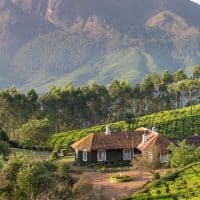 darjeeling tea region