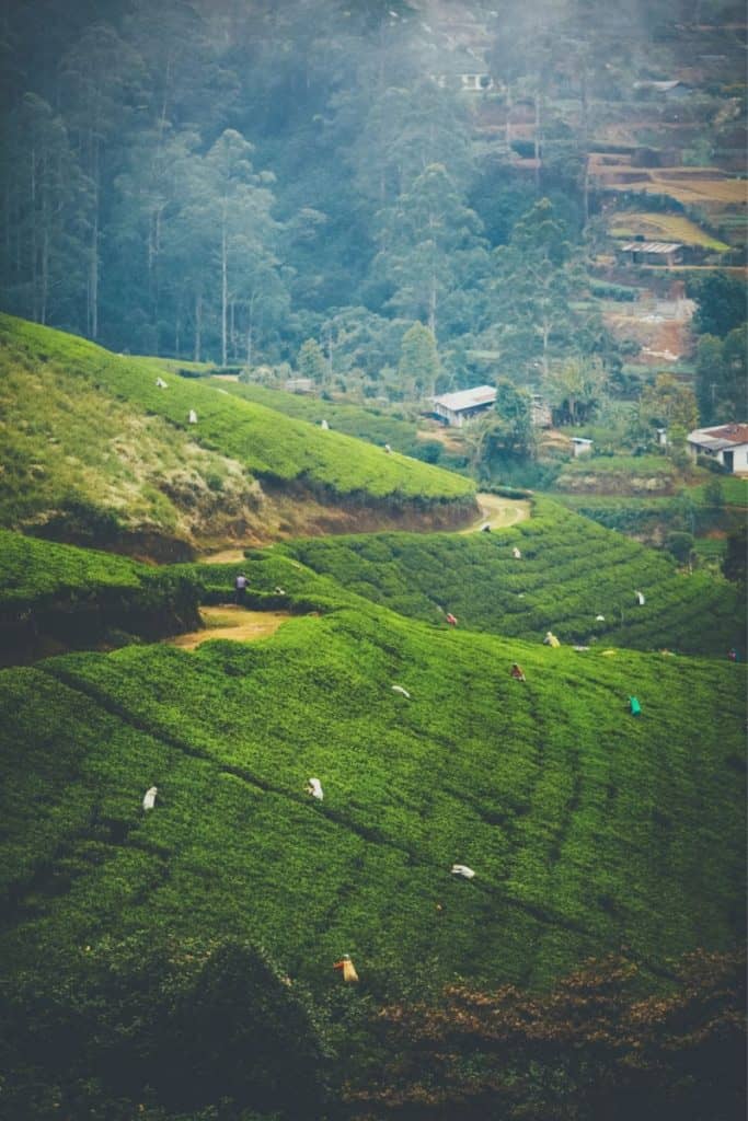 darjeeling tea plantation