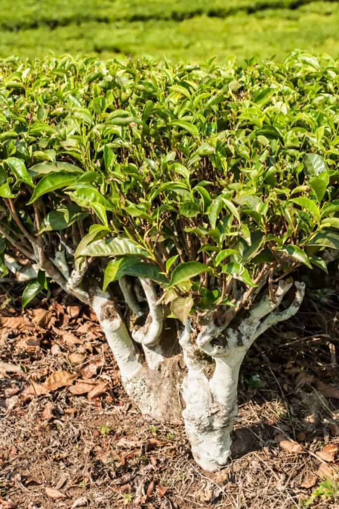tea plant on fair trade tea plantation