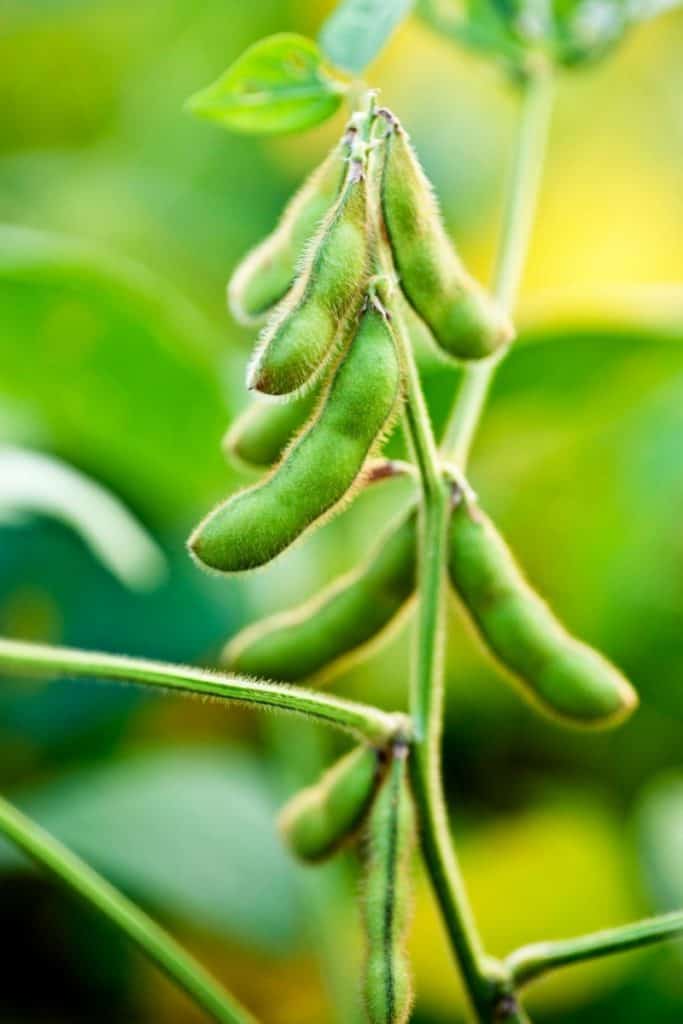 black soybean plant in pod