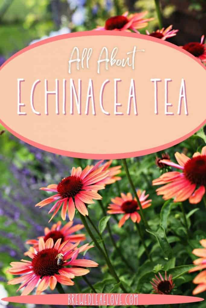 echinacea tea graphic