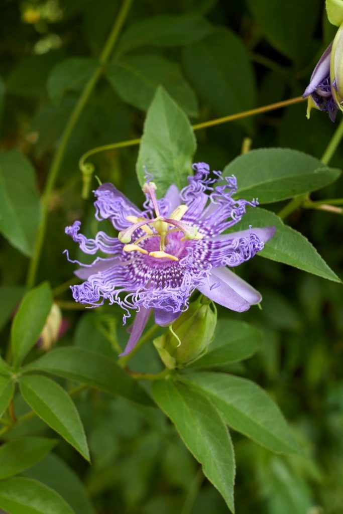 purple and white passionflower vine for tea