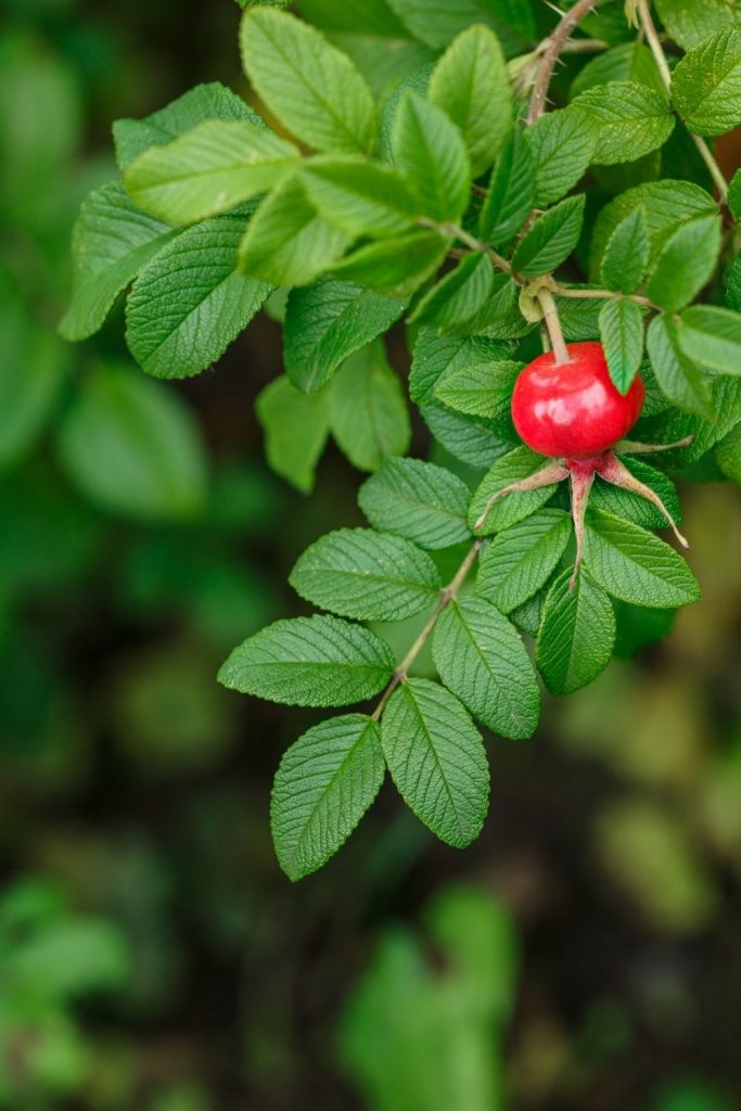 how to grow rose hips for tea