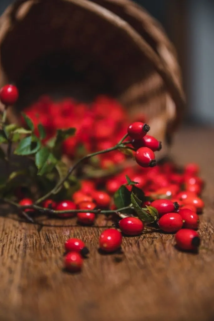 rose hip tea can be made from fresh or dried rose hips