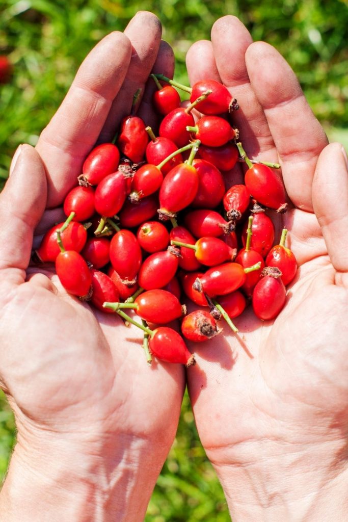 rosehips harvested in your yard