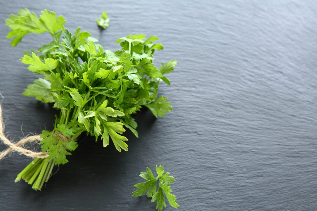 Parsley on a slate board for cooking or parsley tisanes
