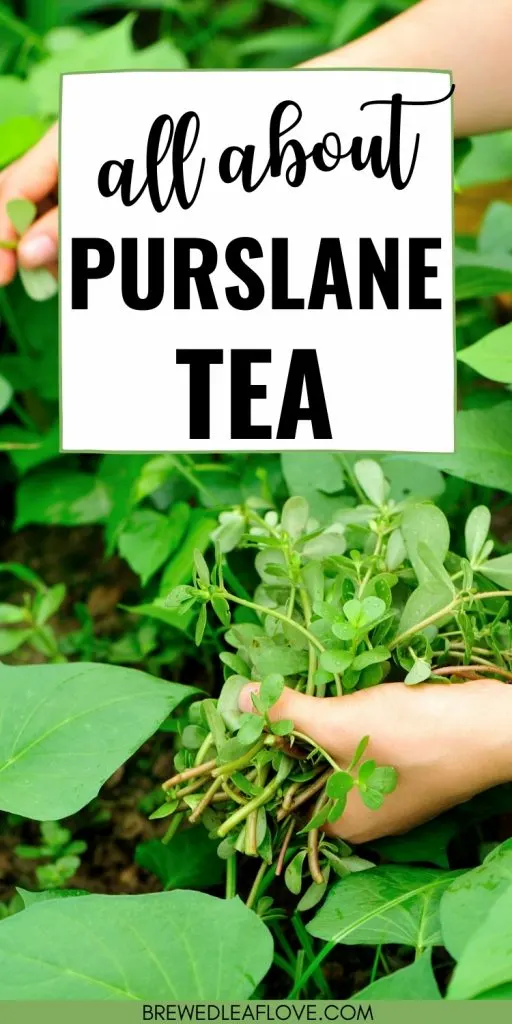 what is purslane tea graphic