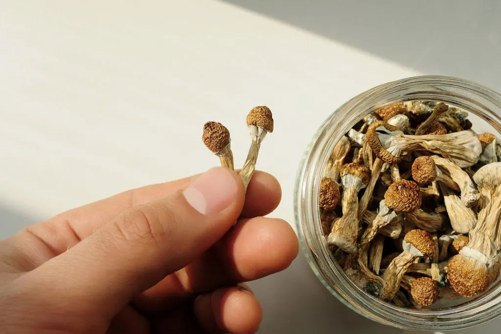psilocybin mushroom tea