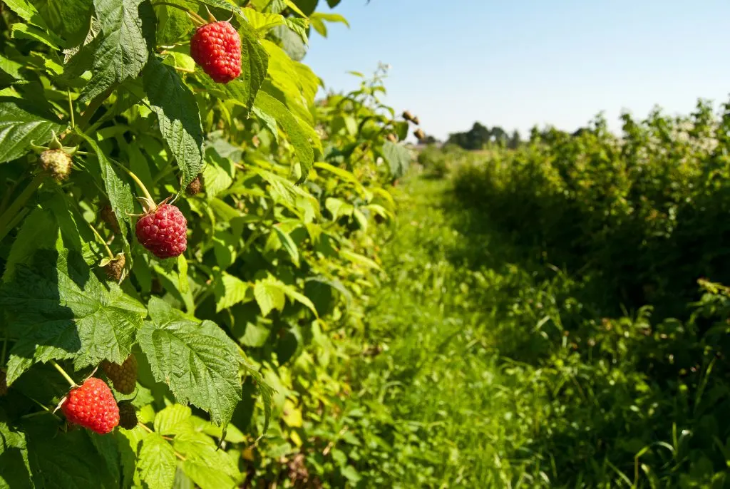 RASPBERRIES IN A FARM